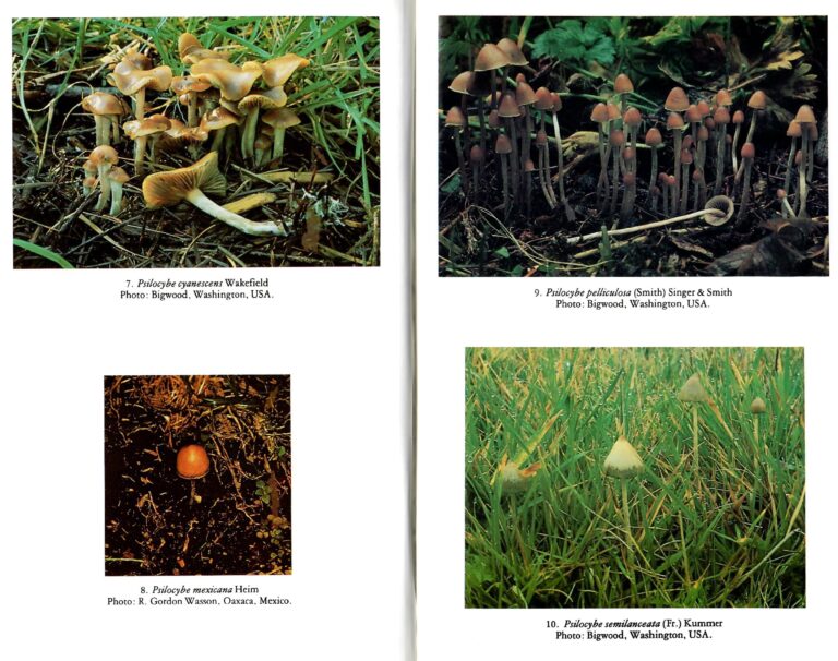 History of The Basic Chemical Investigations on the Sacred Mushrooms of ...